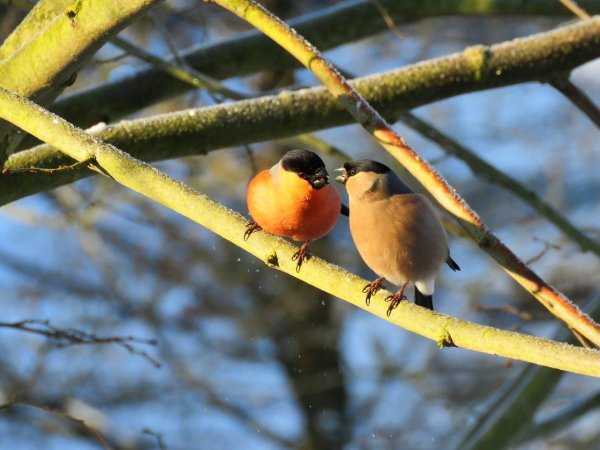 Желтогрудый Снегирь
