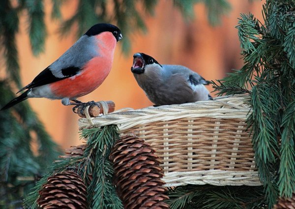 Пара снегирей