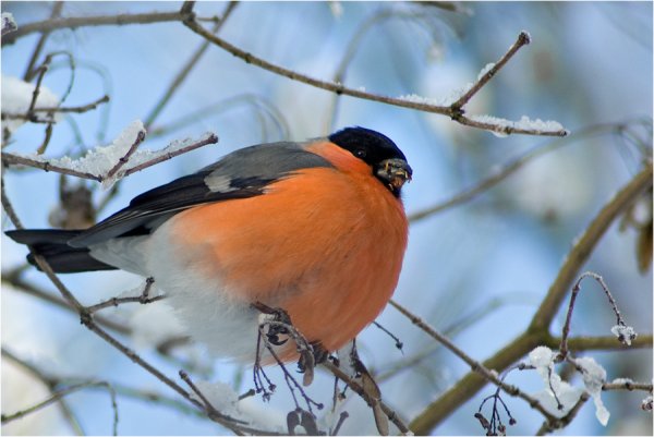 Птица с оранжевым пузом зимой