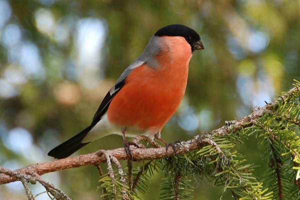 Птицы Урала Снегири