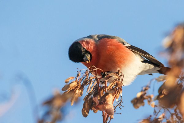 Снегирь питается