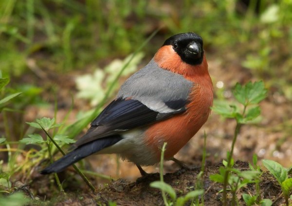 Снегирь обыкновенный гнездо