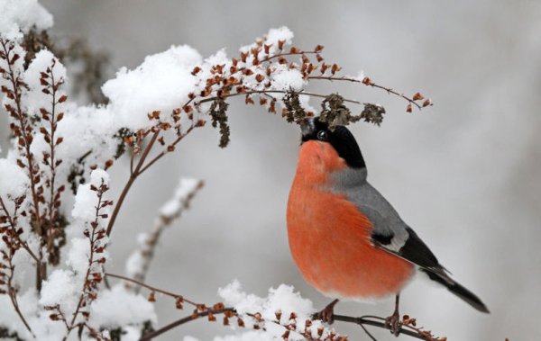 Снегирь питание