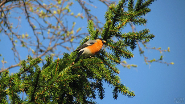 Лесной Снегирь
