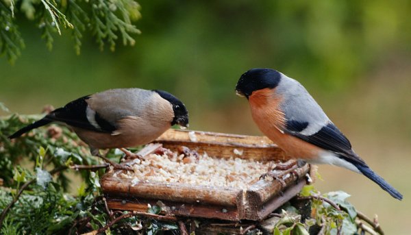 Птицы зимой