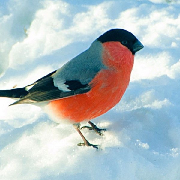 Снегирь Перелетная