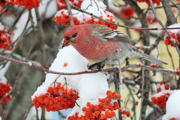 Щур птица в Новосибирске