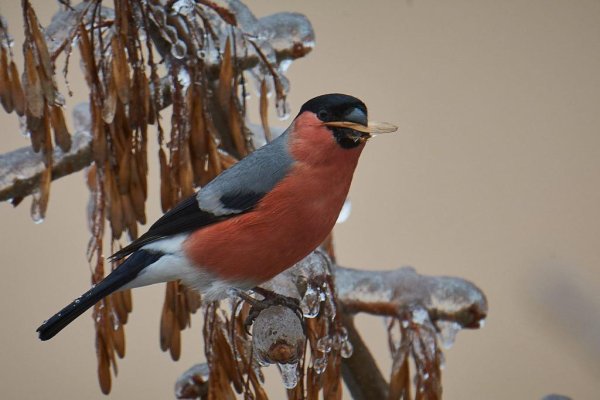 Снегирь живой