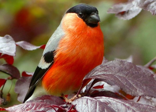 Красноголовый Снегирь