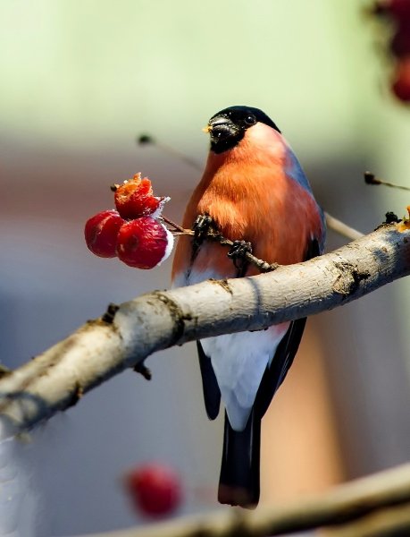 Желтоспинный Снегирь