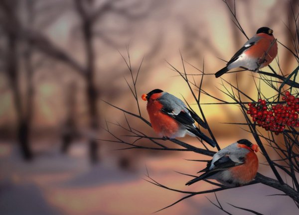 Снегири зимой
