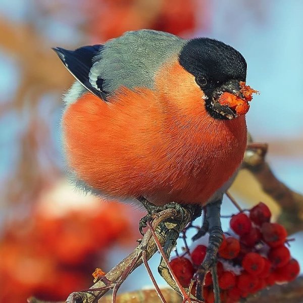 Толстый Снегирь