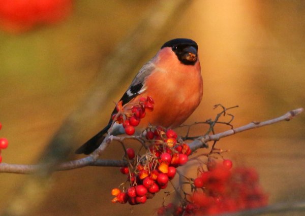 Снегирь на ветке рябины