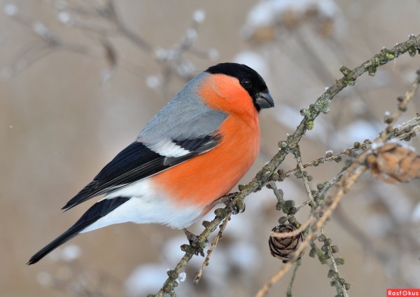 Полярный Снегирь
