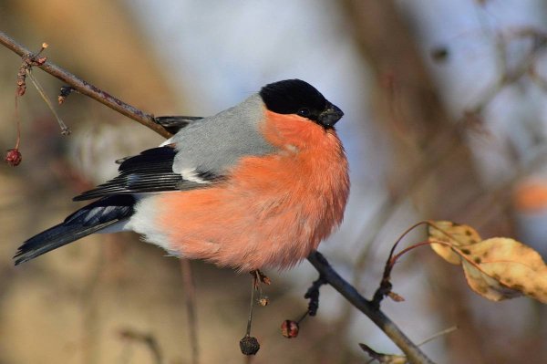 Птицы России Снегирь