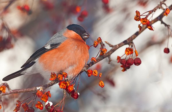 Снегири на ветке