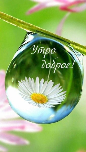 Открытки с добрым утром с природой