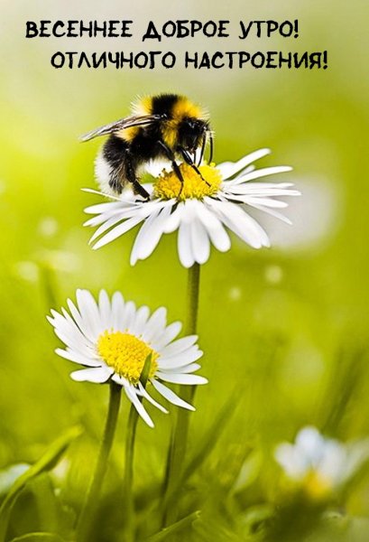 Букет ромашек