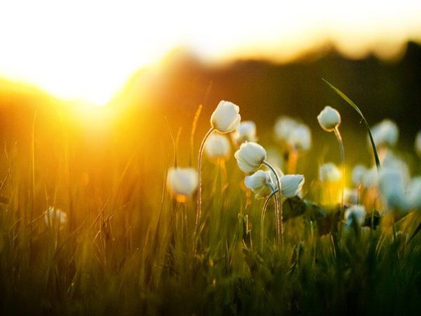 Доброе летнее утро