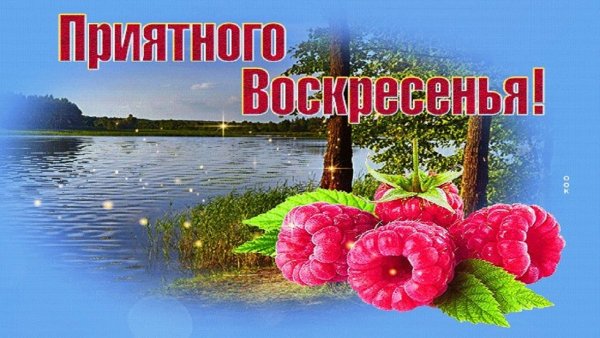 Доброе Воскресное утро с ромашками