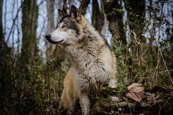 Волк пащает