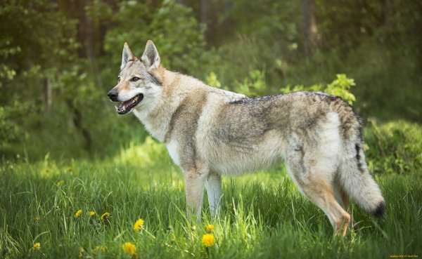 Бордер колли и чехословацкий влчак