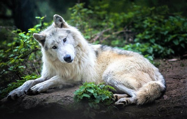 Таёжный волк