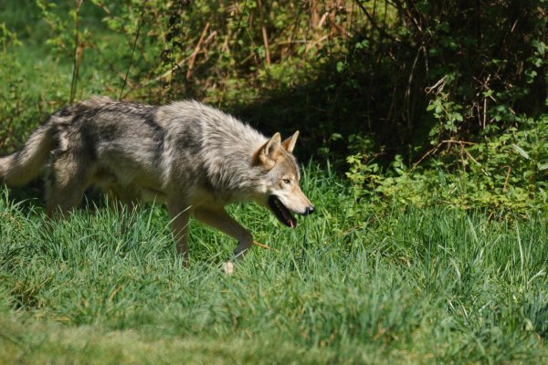 Canis Lupus Campestris