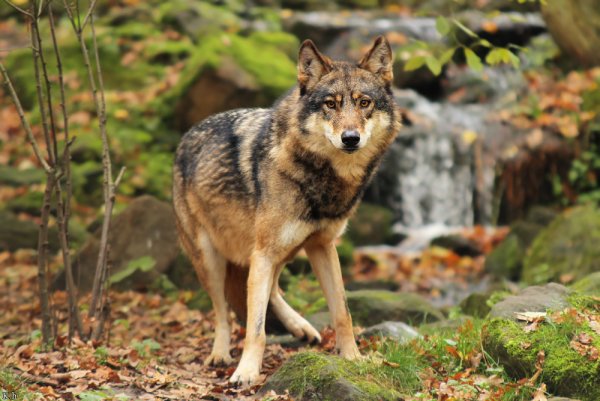 Волк серый обыкновенный