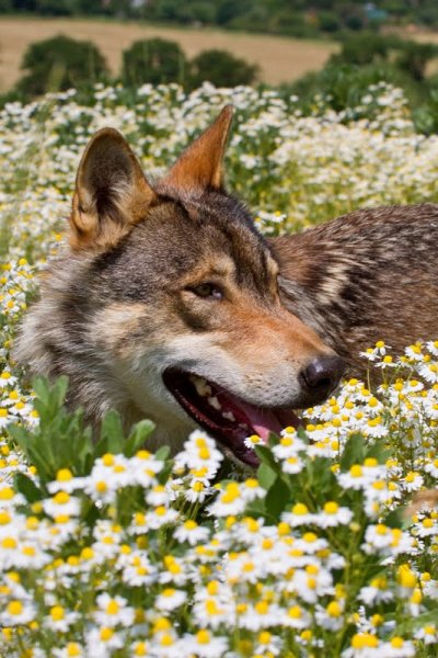 Кавказский волк