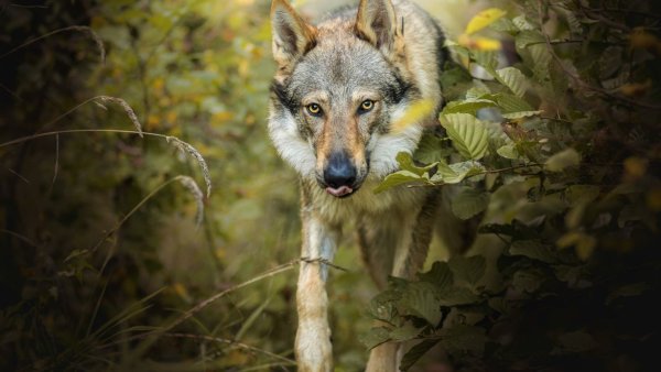 Волк в лесу