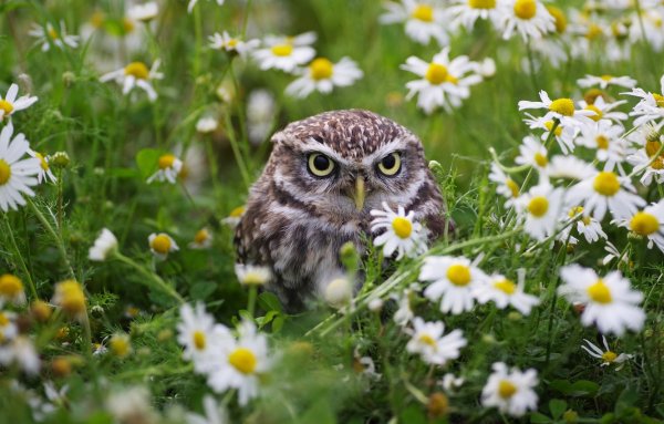 Весенняя Сова