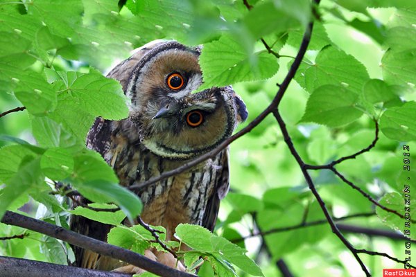Летняя Сова