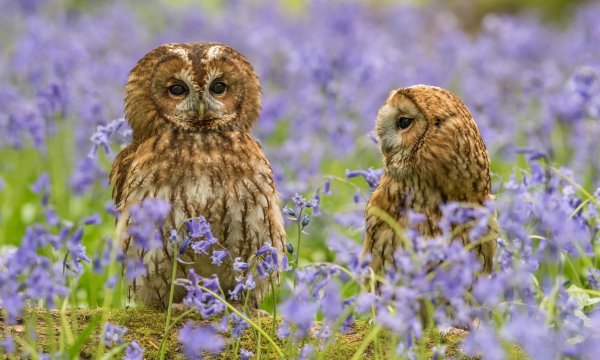 Сова в цветах