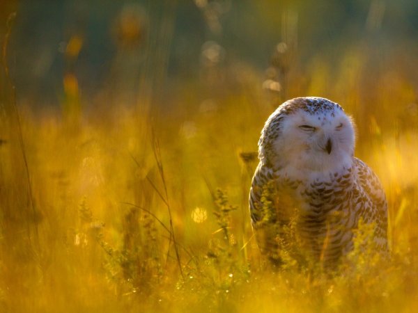 Летняя Сова