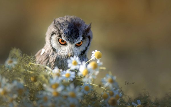 Совенок весной