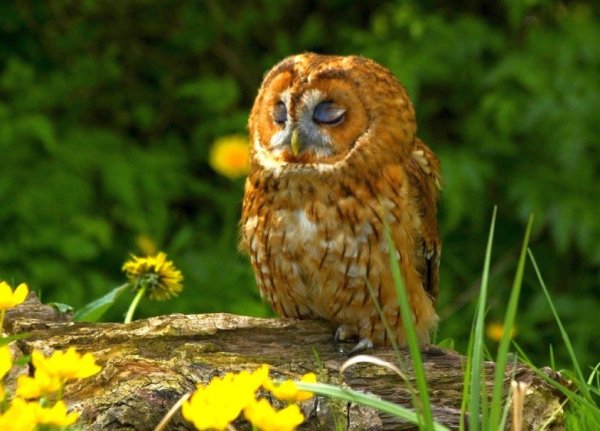 Летняя Сова