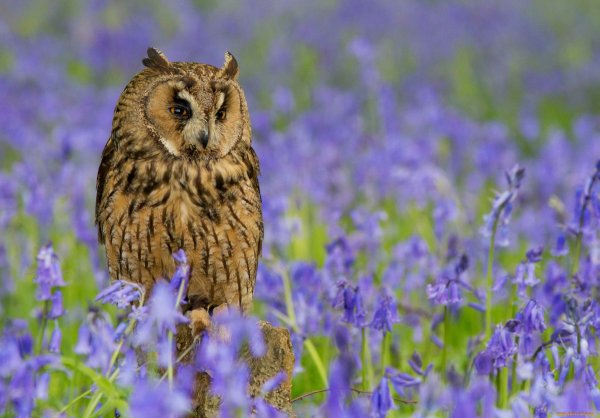 Сова в цветах