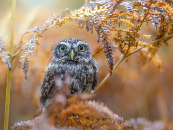 Сова в листве