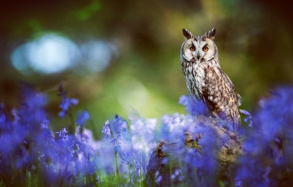 Сова в цветах