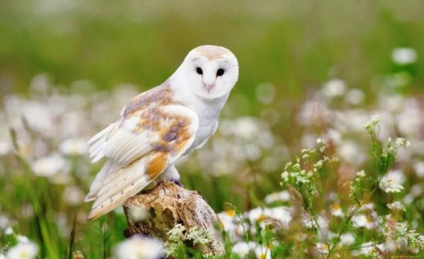 Сипуха белая Полярная Сова