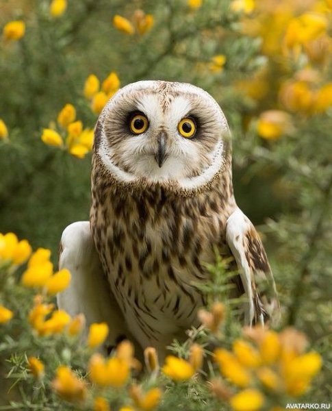 Летняя Сова