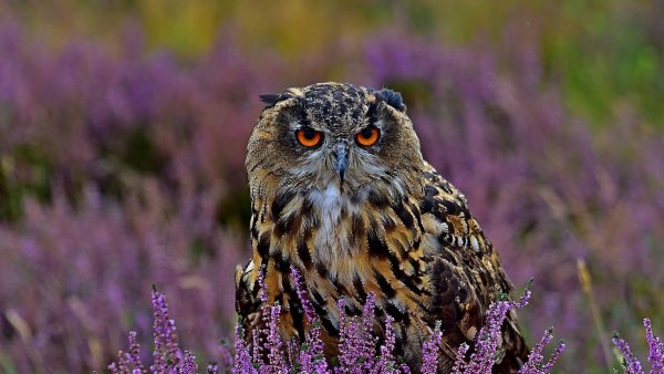 Фиолетовый Филин