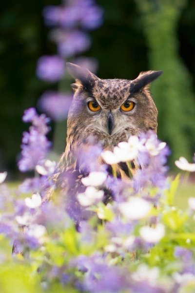 Сова весной