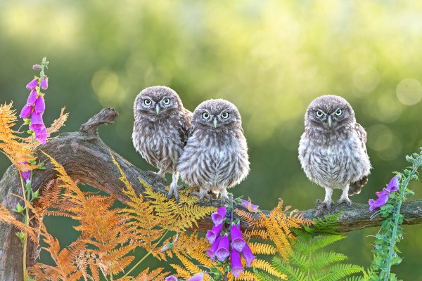 Птенец домового сыча