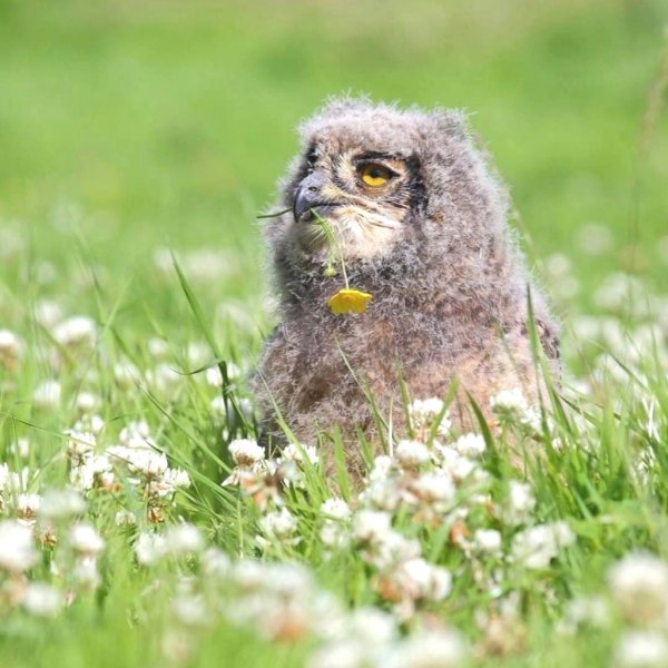 Пушистая головушка