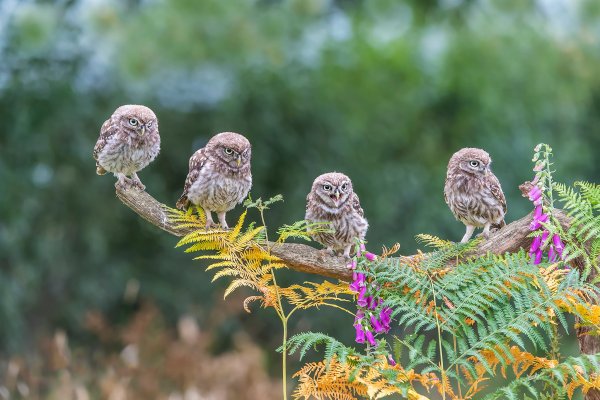 Четыре Совы