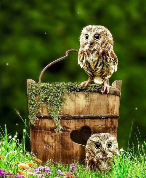 Красивые Совушки