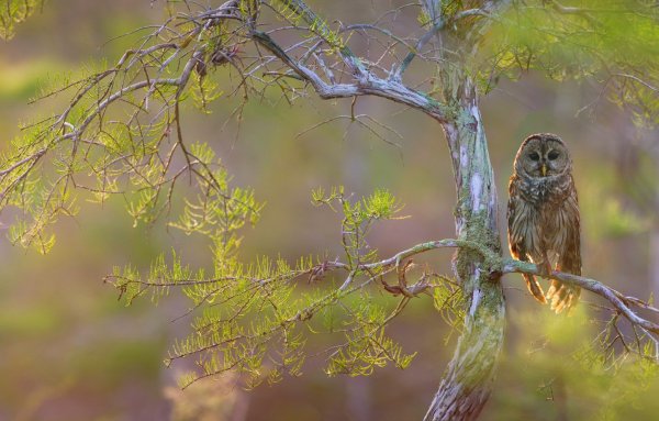 Летняя Сова