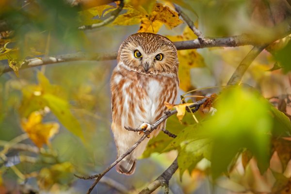 Сова мохноногий Сыч